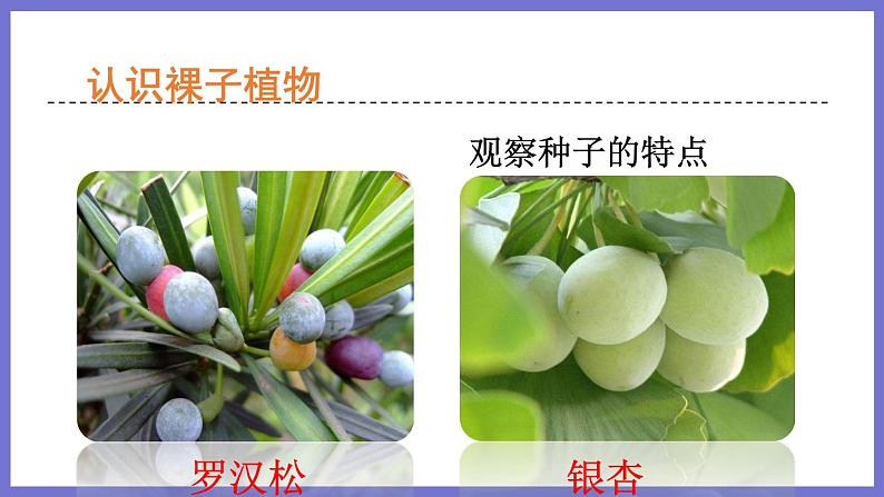 2.1.1绿色植物的主要类群第2课时 课件 济南版生物七年级上册第8页