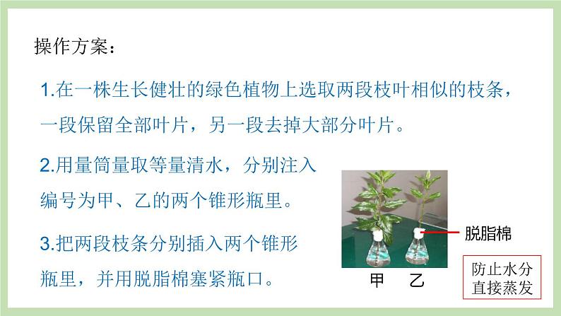 2.1.2绿色植物的蒸腾作用 课件 济南版生物七年级上册05