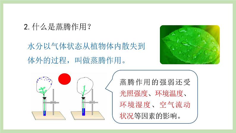 2.1.2绿色植物的蒸腾作用 课件 济南版生物七年级上册07