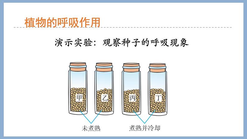 2.1.4绿色植物的呼吸作用 课件 济南版生物七年级上册04