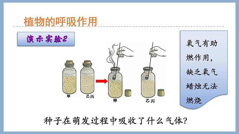 2.1.4绿色植物的呼吸作用 课件 济南版生物七年级上册08