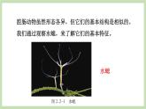 2.2.1无脊椎动物的主要类群 第1课时 课件 济南版生物七年级上册