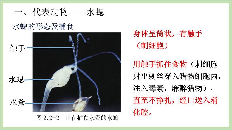 2.2.1无脊椎动物的主要类群 第1课时 课件 济南版生物七年级上册06