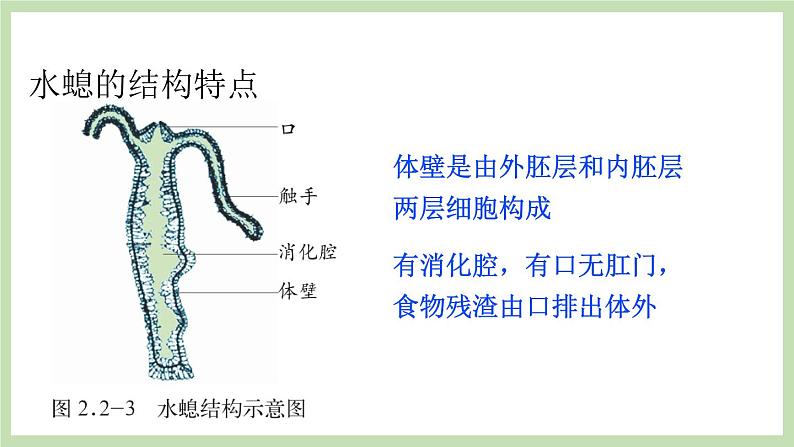 2.2.1无脊椎动物的主要类群 第1课时 课件 济南版生物七年级上册07