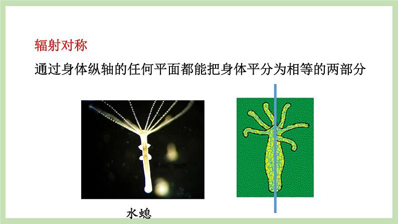 2.2.1无脊椎动物的主要类群 第1课时 课件 济南版生物七年级上册08