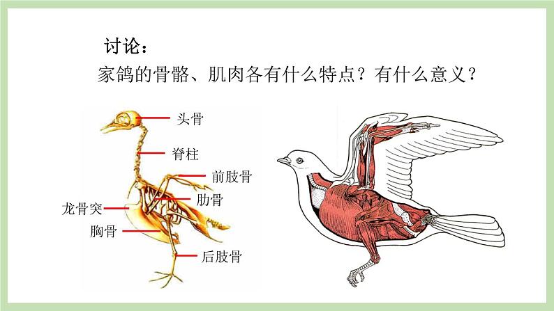 2.2.2脊椎动物的主要类群 第3课时 课件 济南版生物七年级上册06