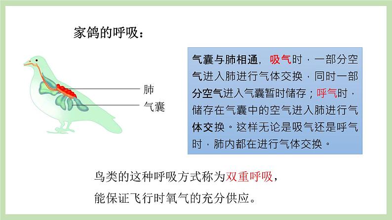 2.2.2脊椎动物的主要类群 第3课时 课件 济南版生物七年级上册08