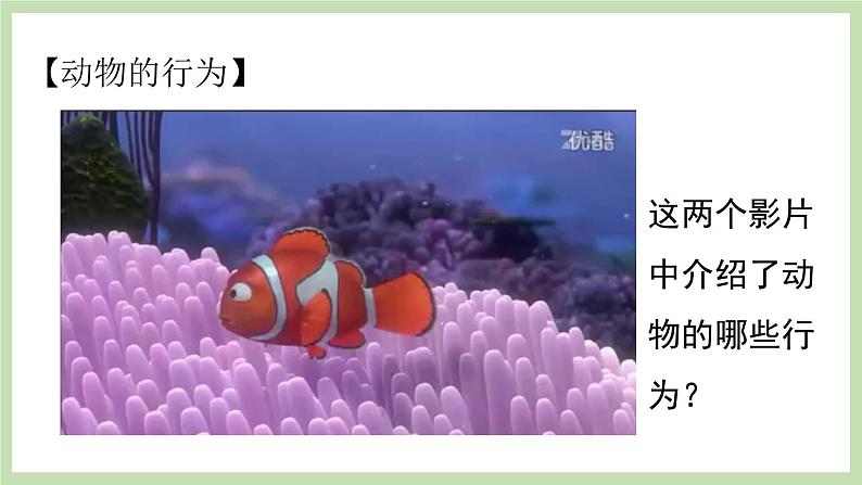 2.2.4 动物的行为 课件 济南版生物七年级上册05