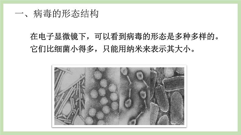 2.3.1病毒  课件 济南版生物七年级上册03