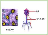 2.3.1病毒  课件 济南版生物七年级上册