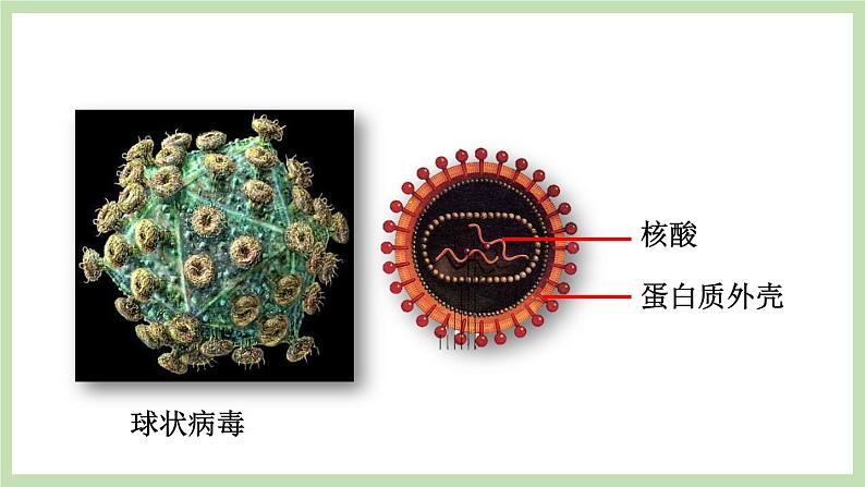 2.3.1病毒  课件 济南版生物七年级上册06