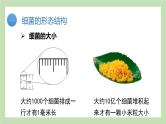 2.3.2细菌  课件 济南版生物七年级上册