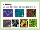 2.3.2细菌  课件 济南版生物七年级上册