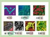 2.3.2细菌  课件 济南版生物七年级上册