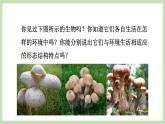2.3.3真菌  课件 济南版生物七年级上册