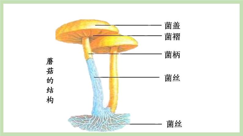 2.3.3真菌  课件 济南版生物七年级上册第8页