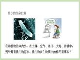 2.3.4微生物在自然界中的作用  课件 济南版生物七年级上册