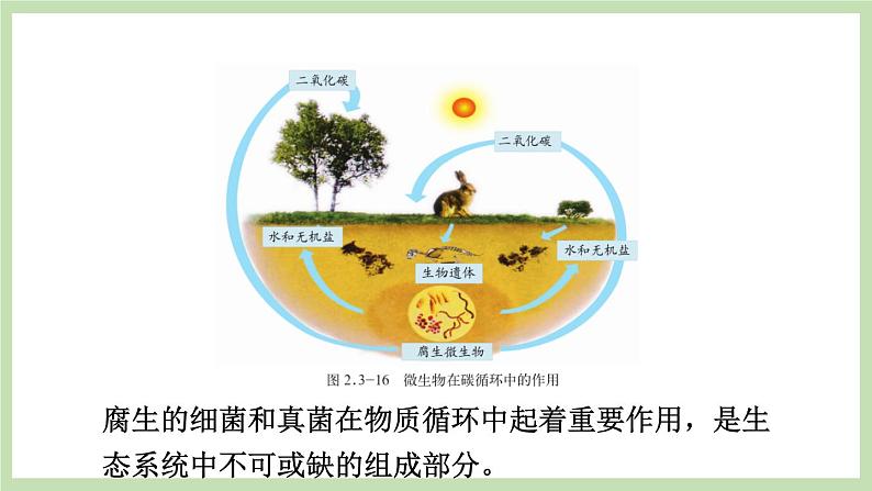 2.3.4微生物在自然界中的作用  课件 济南版生物七年级上册04