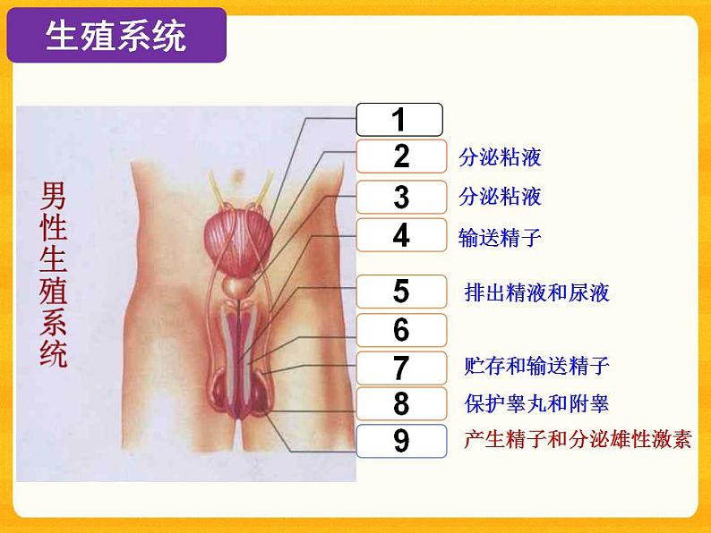 4.1.2 人的生殖 课件08