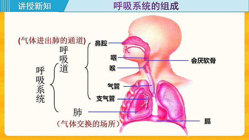 4.3.1 呼吸道对空气的处理 课件04