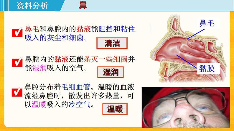 4.3.1 呼吸道对空气的处理 课件06