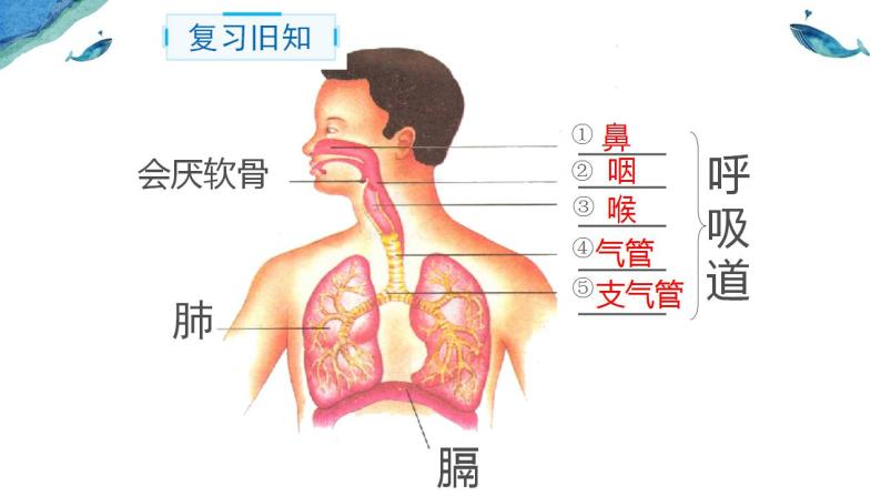 4.3.2 发生在肺内的气体交换(第一课时) 课件01