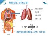 4.3.2 发生在肺内的气体交换(第一课时) 课件