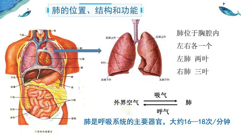 4.3.2 发生在肺内的气体交换-课件（人教版）第5页