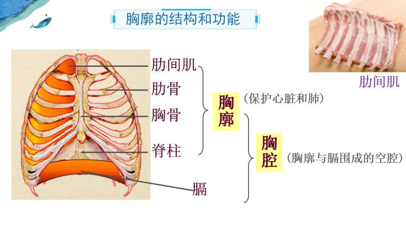 4.3.2 发生在肺内的气体交换(第一课时) 课件06