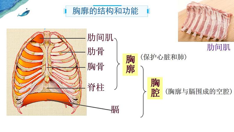 4.3.2 发生在肺内的气体交换-课件（人教版）第6页