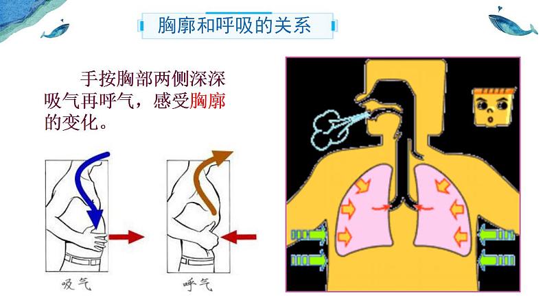 4.3.2 发生在肺内的气体交换-课件（人教版）第8页