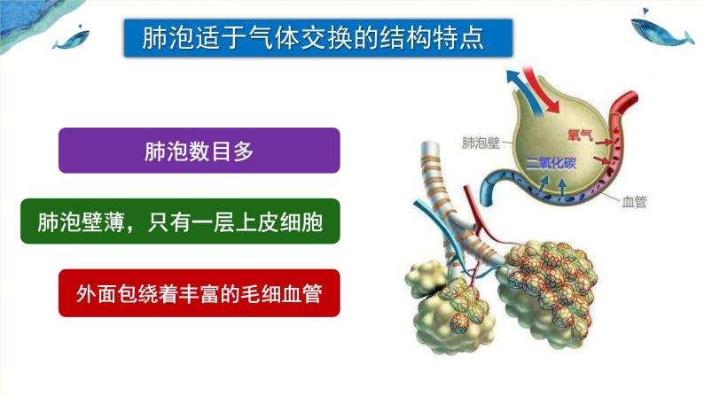 4.3.2 发生在肺内的气体交换（第2课时 课件08