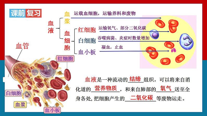 4.4.2 血流的管道——血管 课件01