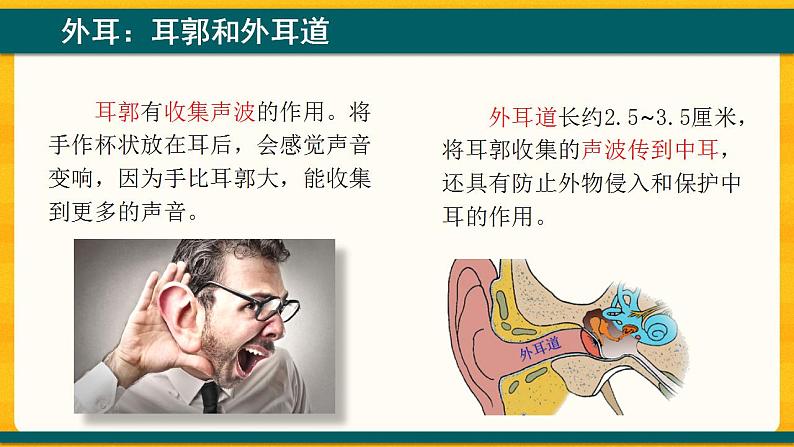 4.6.1 人体对外界环境的感知 课件06