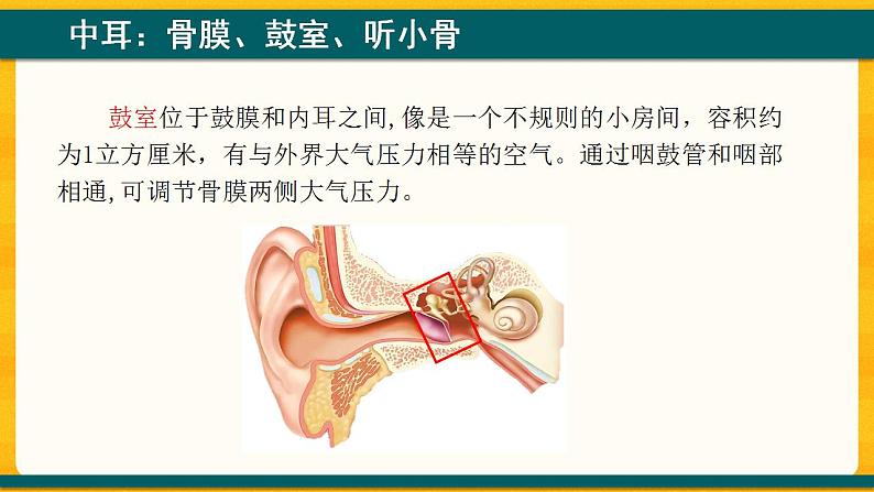 4.6.1 人体对外界环境的感知 课件08