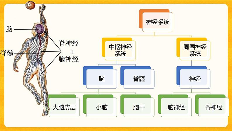 4.6.2 神经系统的组成 课件08