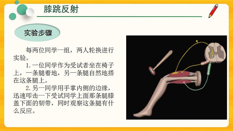 4.6.3 神经调节的基本方式 课件07