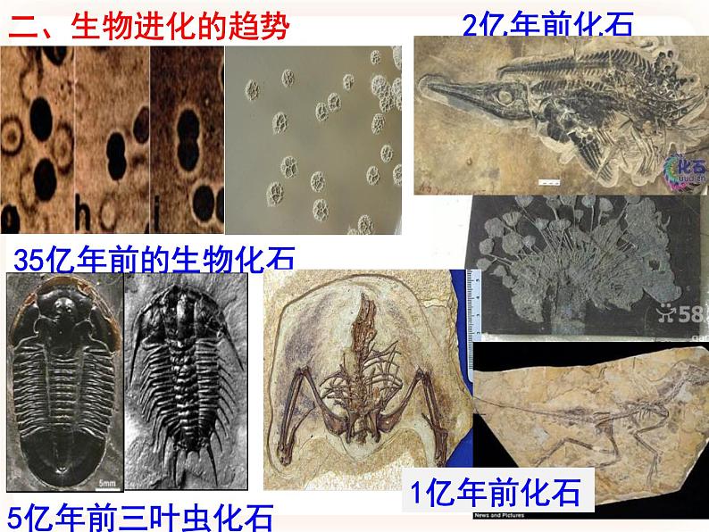 21.2.1生物的进化 课件第3页