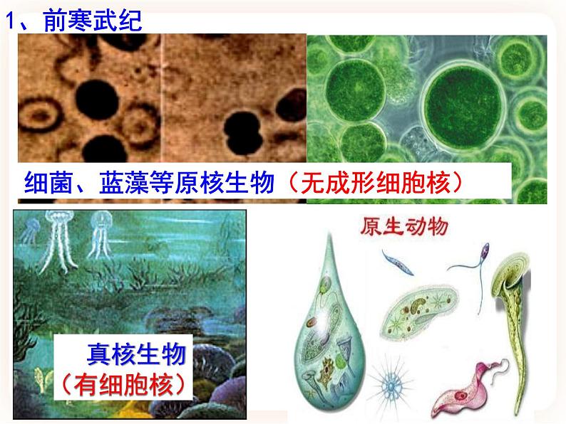 21.2.1生物的进化 课件第7页