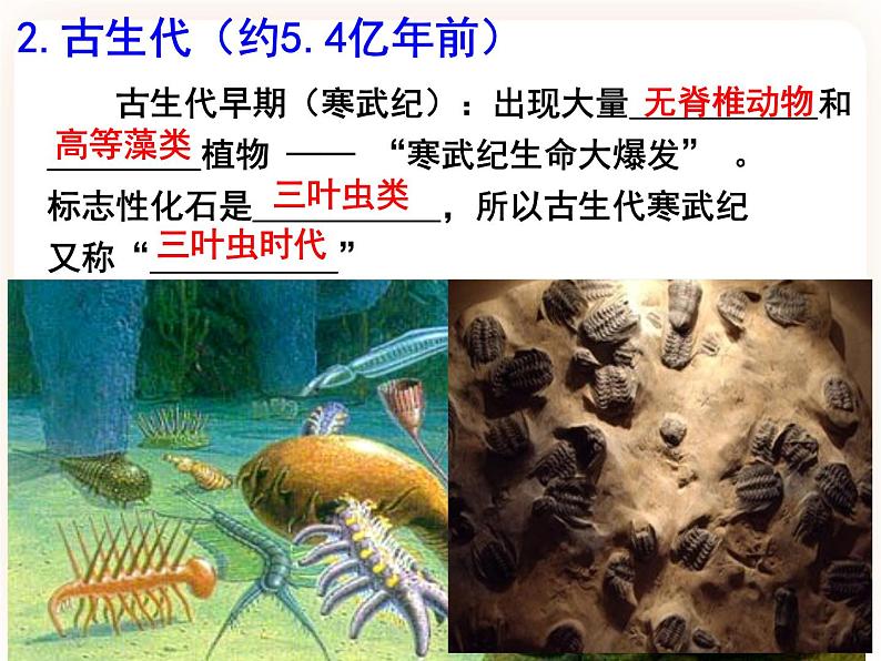 21.2.1生物的进化 课件第8页