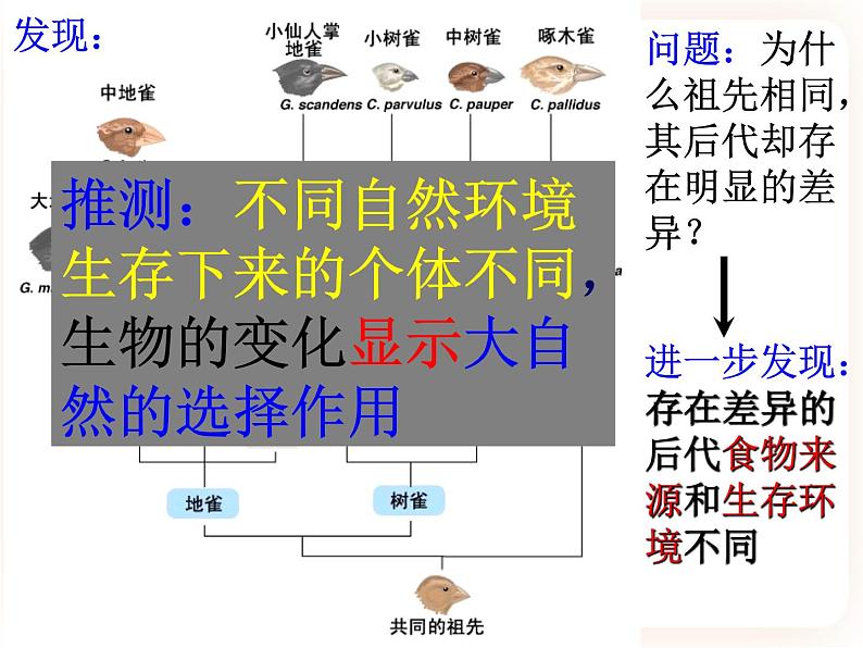 21.2.2生物的进化 课件第4页