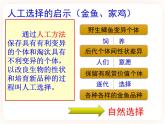 21.2.2生物的进化 课件