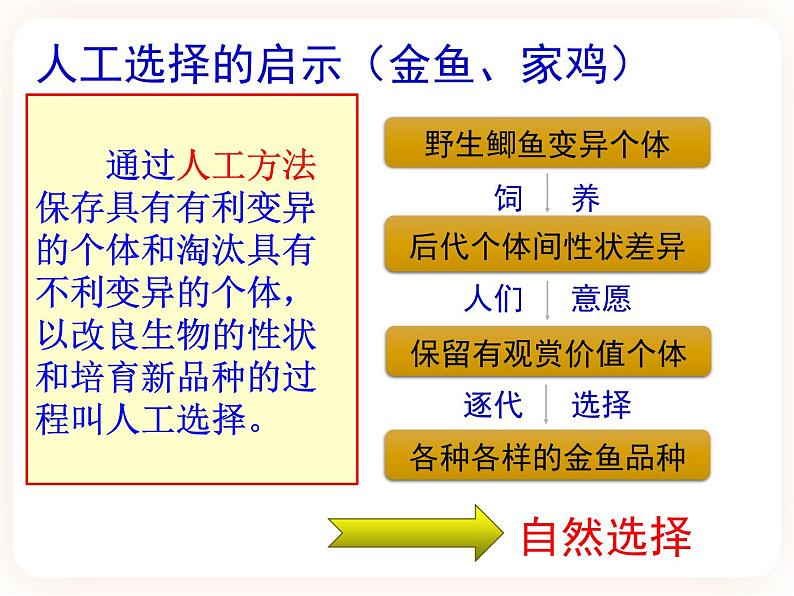 21.2.2生物的进化 课件第5页