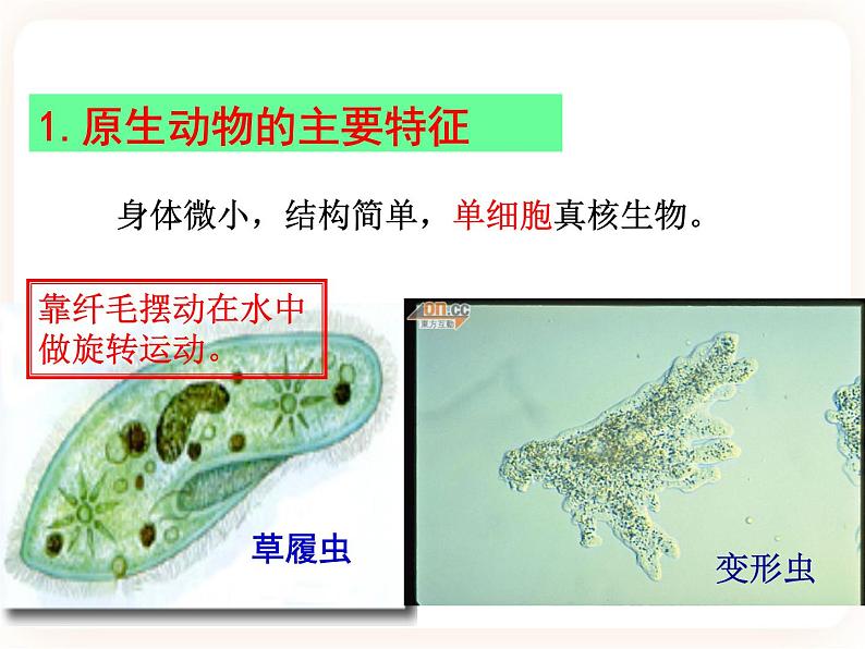 22.2原生生物的主要类群 课件03