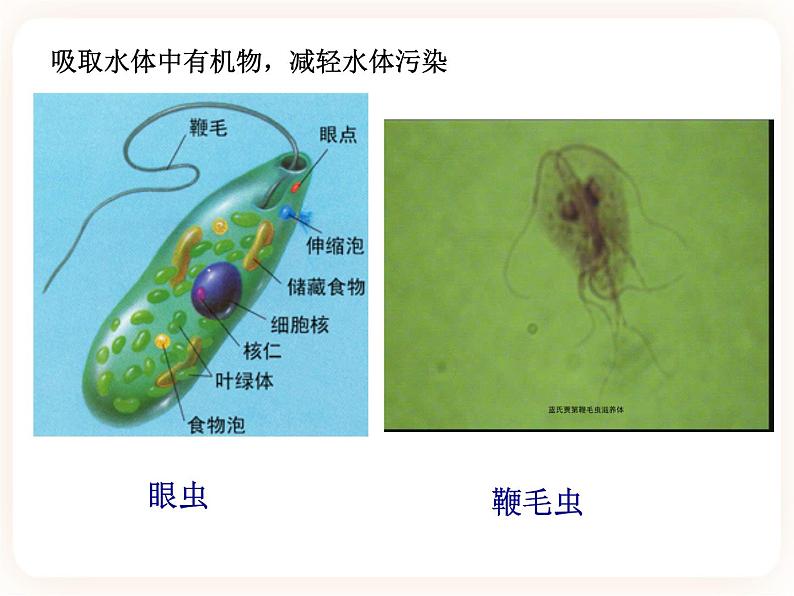 22.2原生生物的主要类群 课件04