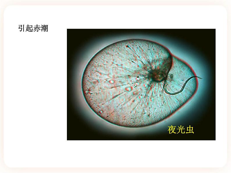 22.2原生生物的主要类群 课件05