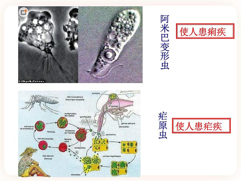 22.2原生生物的主要类群 课件06