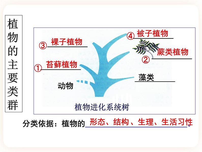 22.3.1植物的主要类群 课件第2页