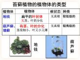 22.3.1植物的主要类群 课件