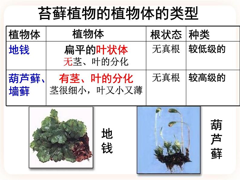 22.3.1植物的主要类群 课件第5页